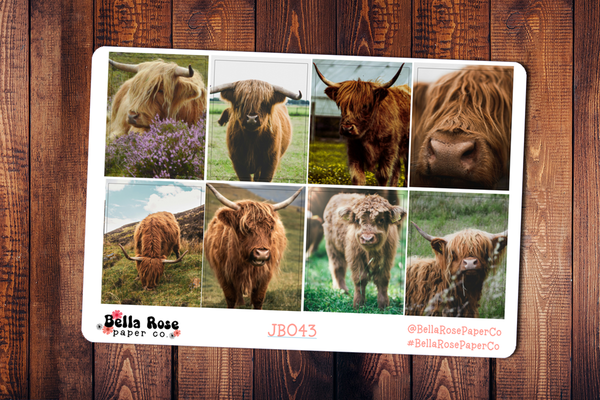 Highland Cows Only Full Boxes JB043