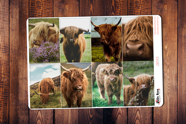 Highland Cows Only Full Boxes JB043