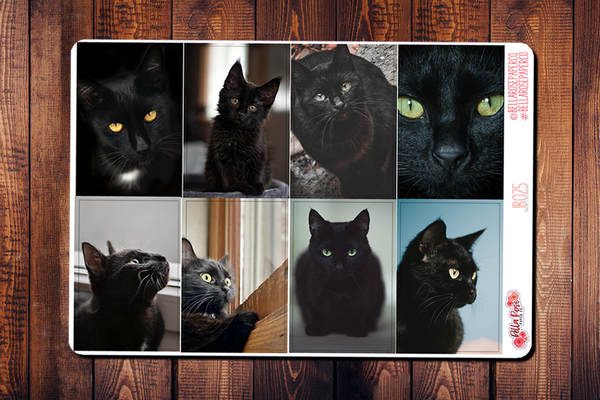 Black Cat Only Full Boxes JB025