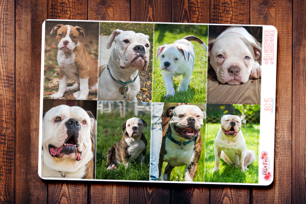 American Bulldogs Only Full Boxes JB015