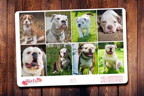 American Bulldogs Only Full Boxes JB015