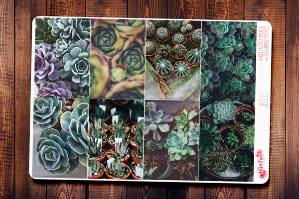 Succulents Only Full Boxes JB011
