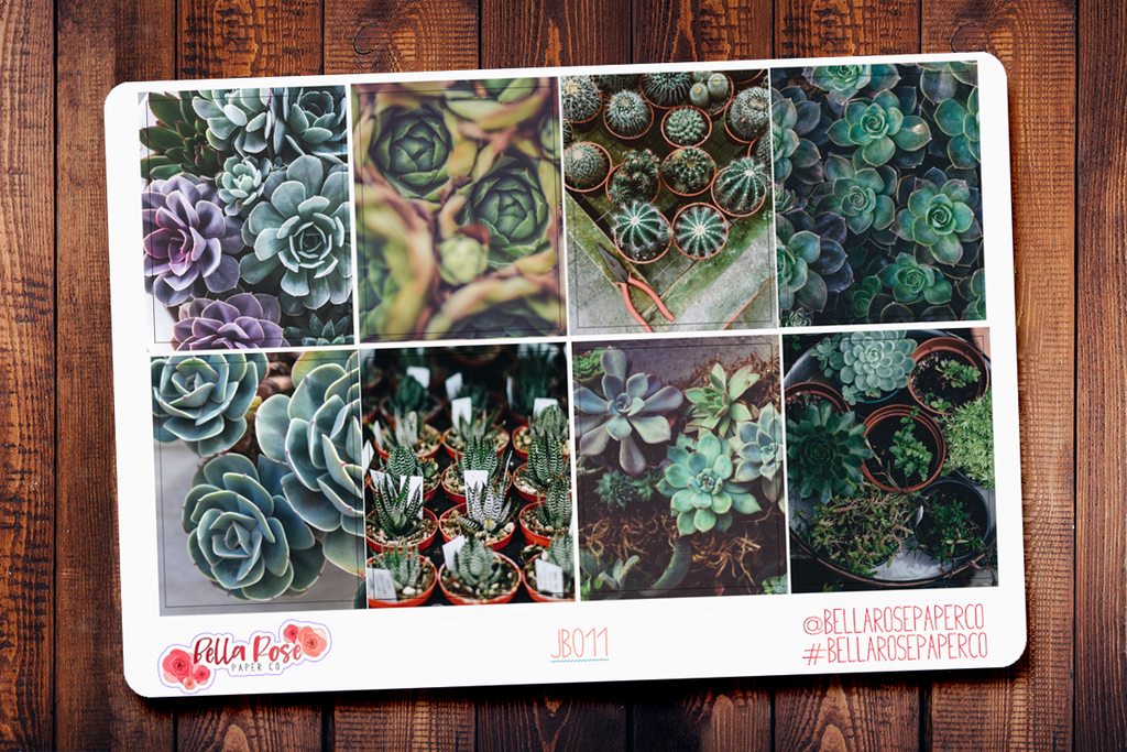Succulents Only Full Boxes JB011